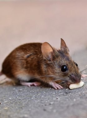 mouse, rodent, field mouse-8720748.jpg